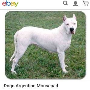 Meet your Posher, Benaiah